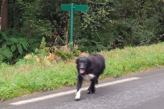 Fundmeldung Hund Unbekannt Plouaret Frankreich