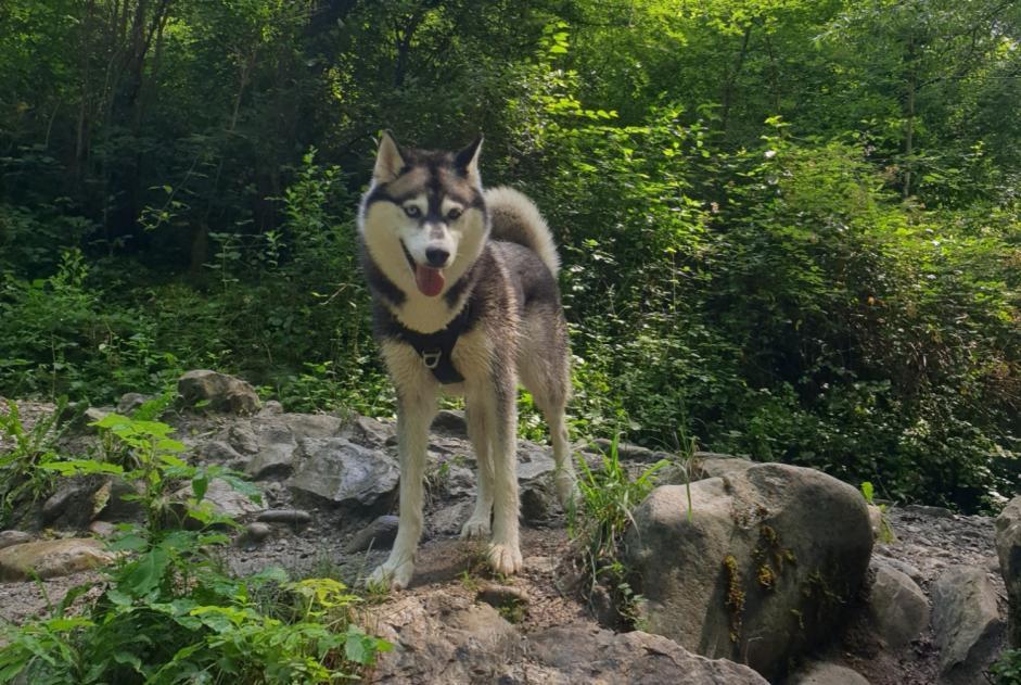 Vermisstmeldung Hund  Weiblich , 5 jahre Les Deserts Frankreich