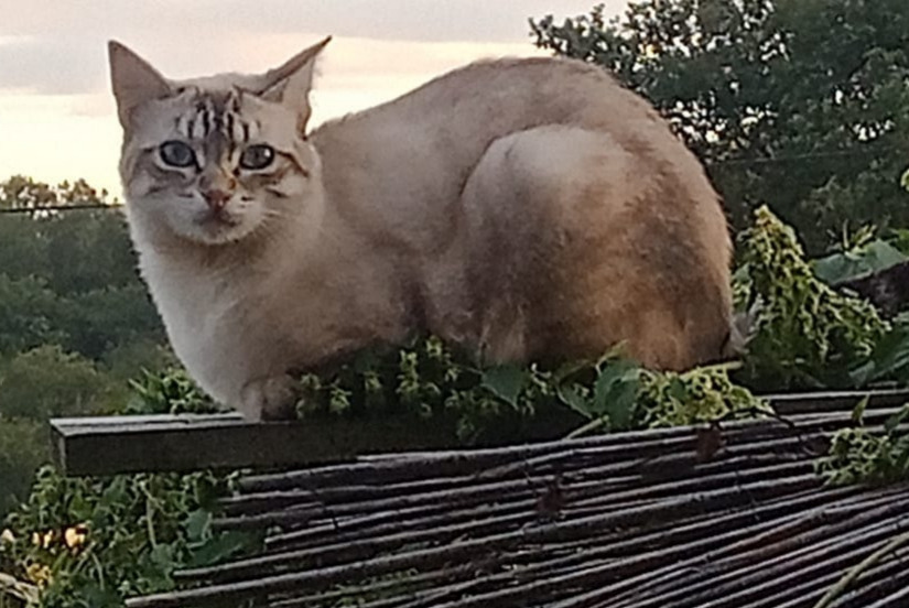 Alerta de Desaparición Gato cruce Macho , 1 años Grazac Francia