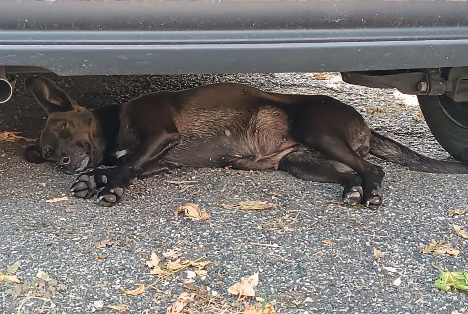 Alerta de Hallazgo Perro Hembra Golfech Francia