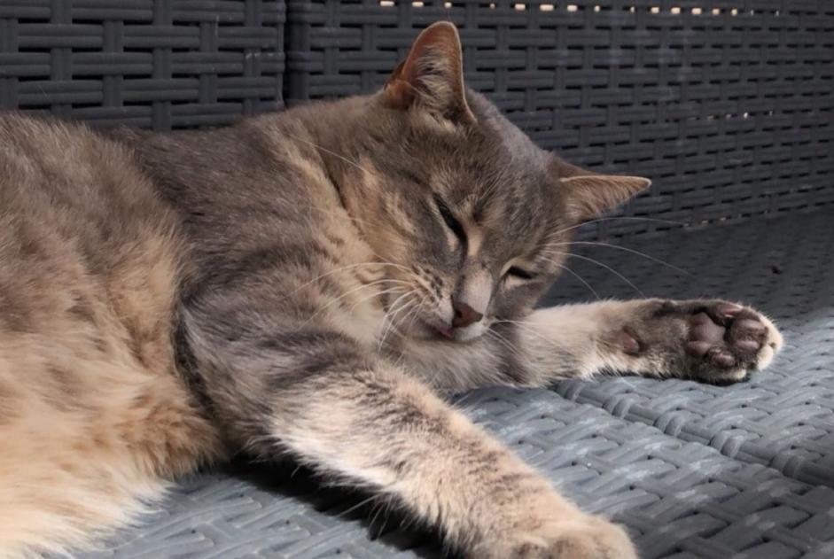 Avviso scomparsa Gatto  Femmina , 10 anni Gensac-la-Pallue Francia