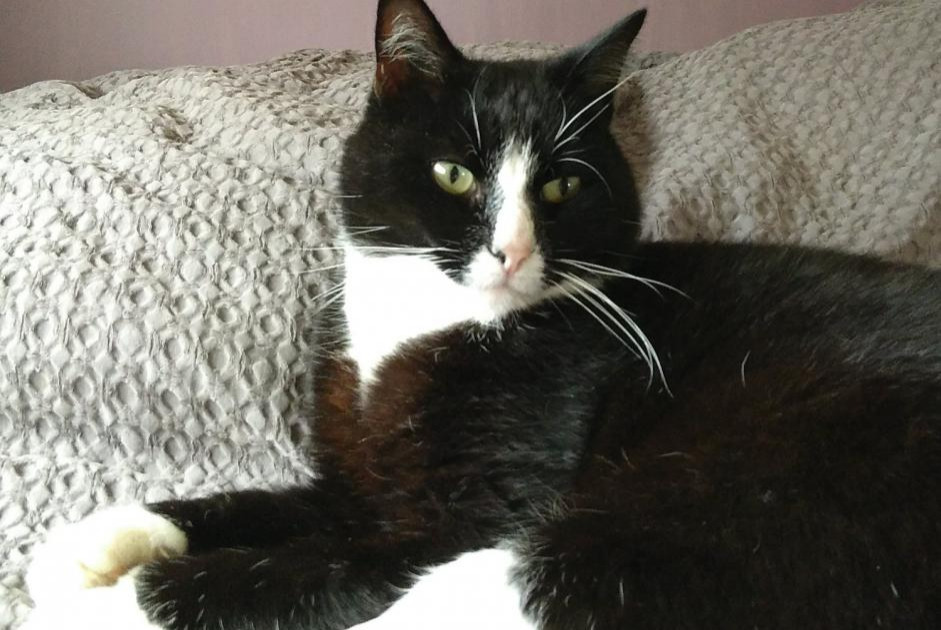 Avviso scomparsa Gatto  Maschio , 9 anni Valherbasse Francia