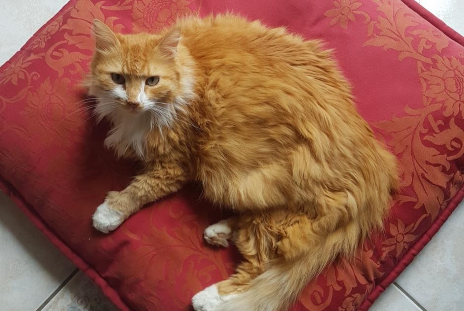 Avviso scomparsa Gatto  Maschio , 10 anni Saint-Hilaire-Saint-Mesmin Francia