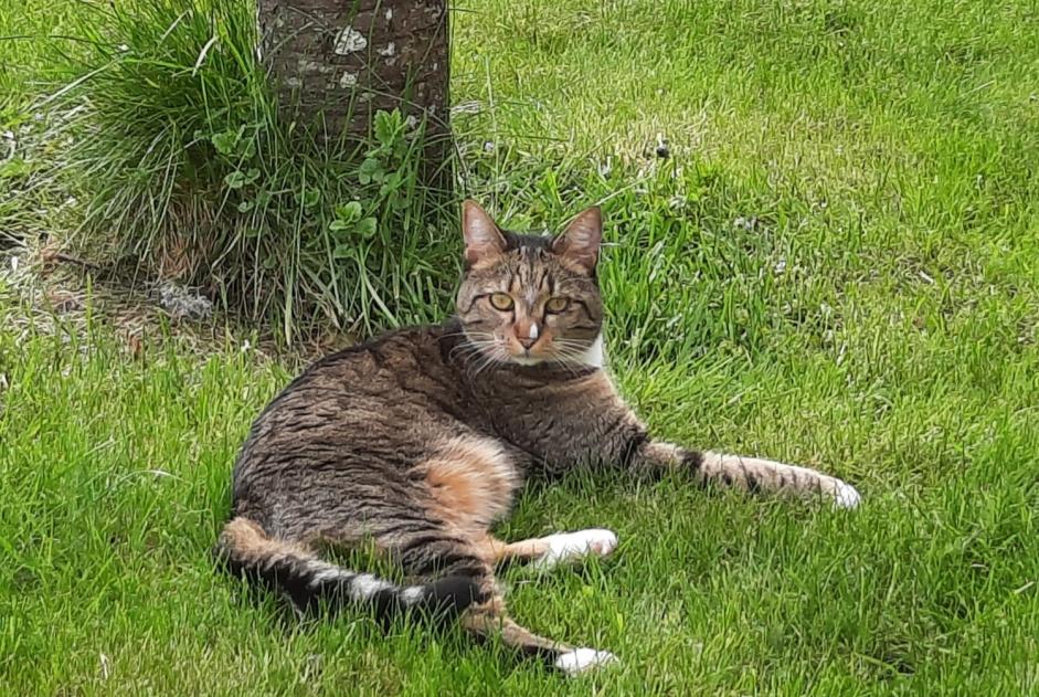 Avviso scomparsa Gatto incrocio di razze Femmina , 4 anni Marigny-l'Église Francia