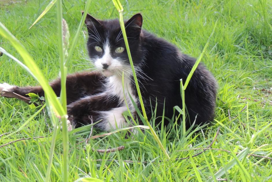 Avviso scomparsa Gatto Maschio , 12 anni La Lande-Patry Francia