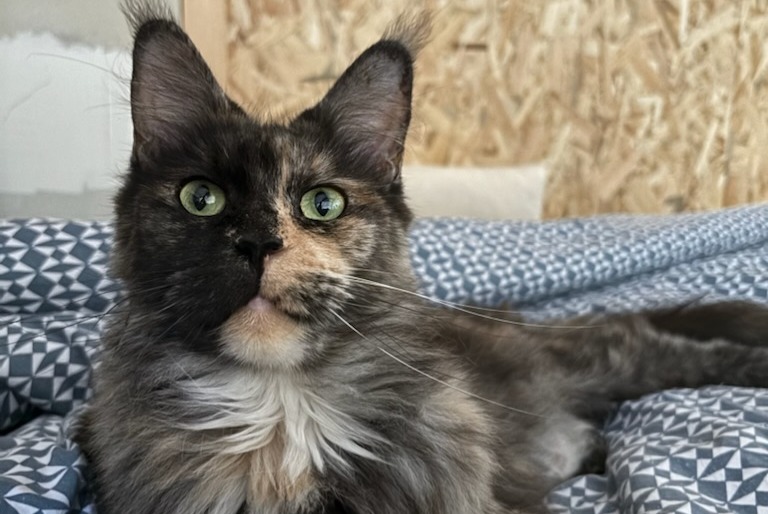 Avviso scomparsa Gatto  Femmina , 3 anni Méry-sur-Oise Francia