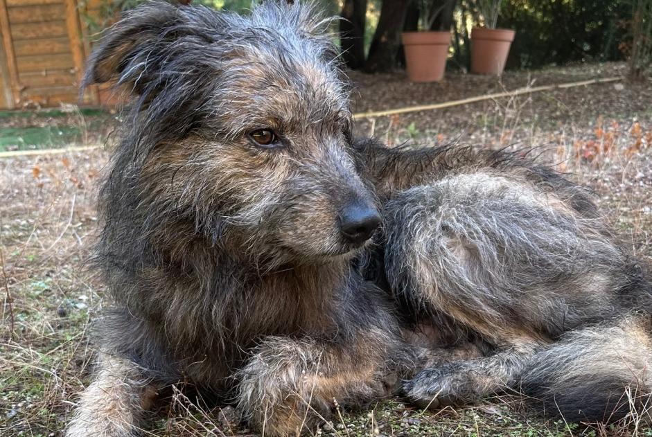 Alerta descoberta Cão Macho , 6 anos Speloncato France