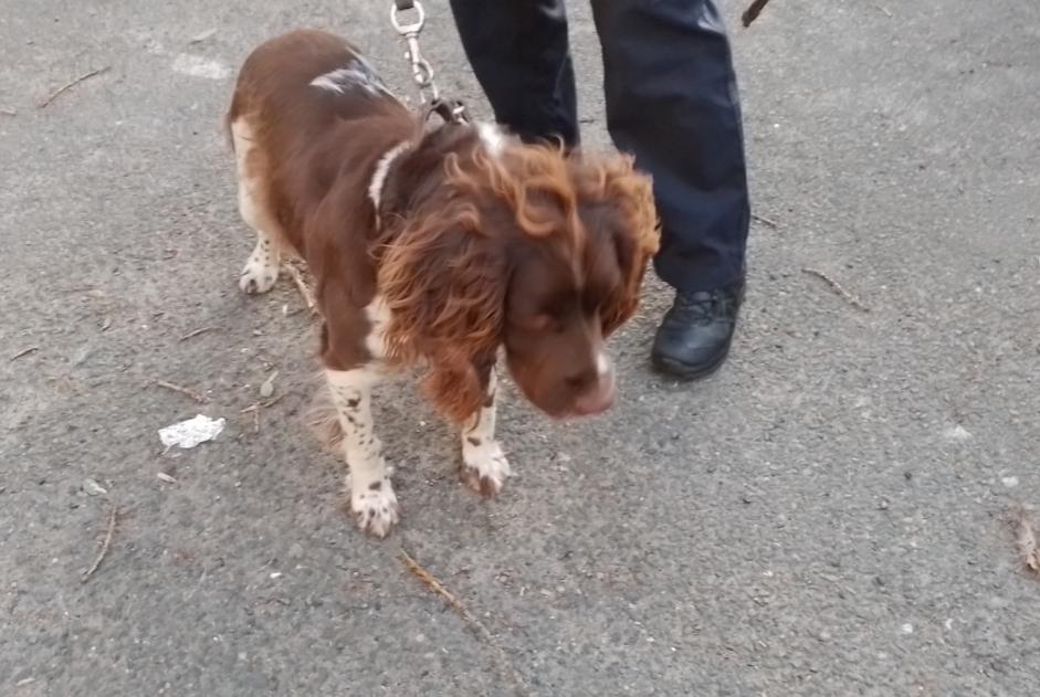 Alerta descoberta Cão  Fêmea Saint-Martin-en-Haut France